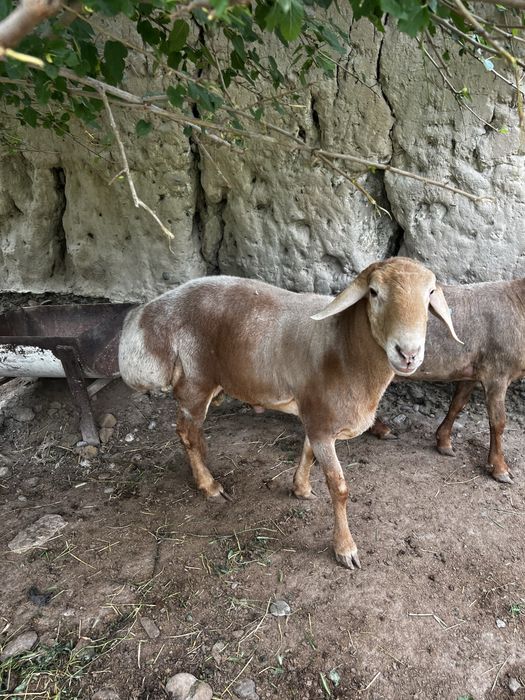 Nasldor qo'y sotiladi