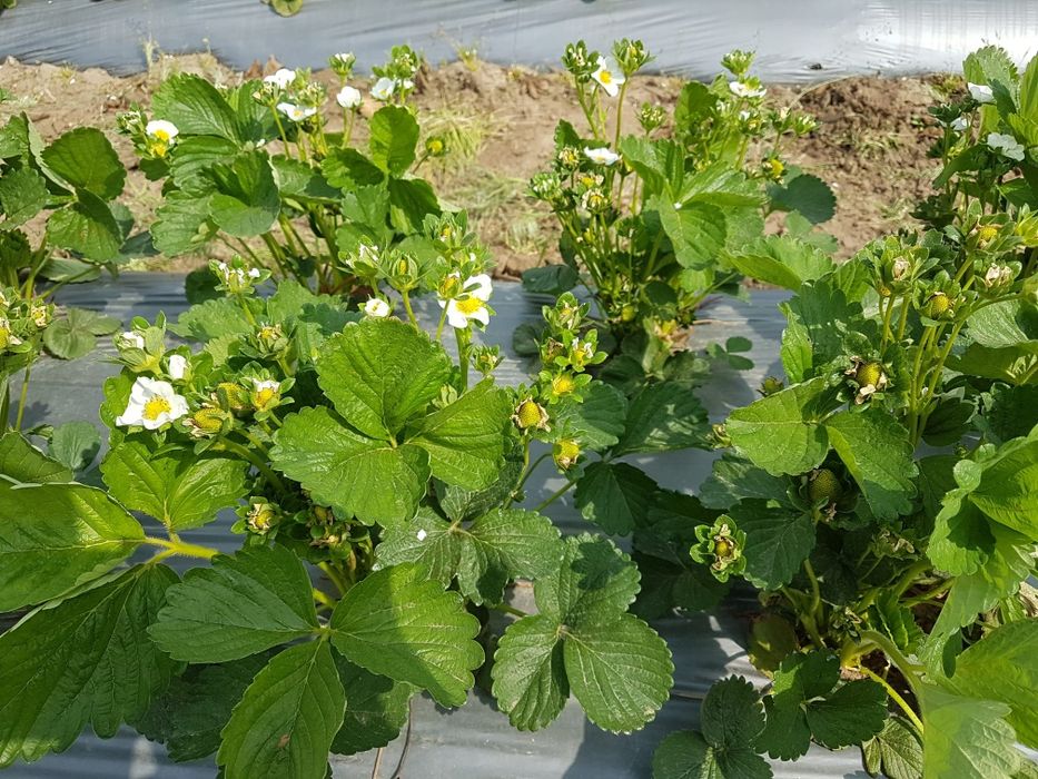 Stoloni capsuni remontanti Albion,unifere,zmeura