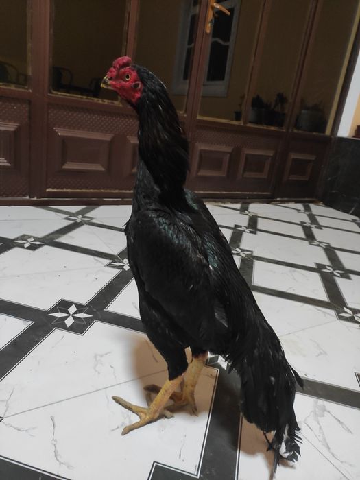 Немис зот шамо жужа сотилади