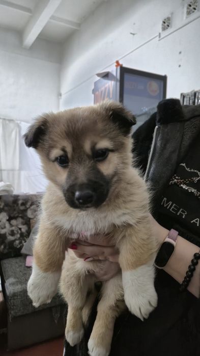 Отдам щенков бесплатно