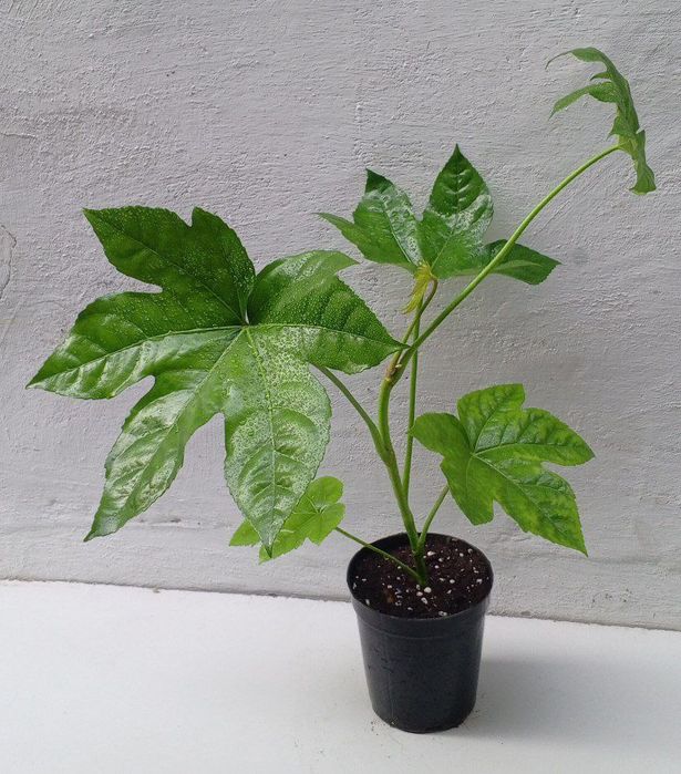 Фатсия японская (Fatsia japonica). Экзотические цветы для дома и офиса