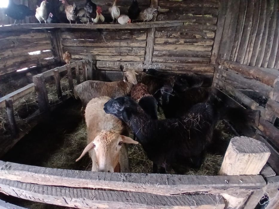 Продам Овец 6 ярок один баран