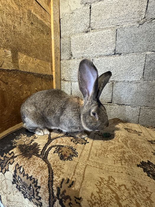 Vand Mascul Urias German