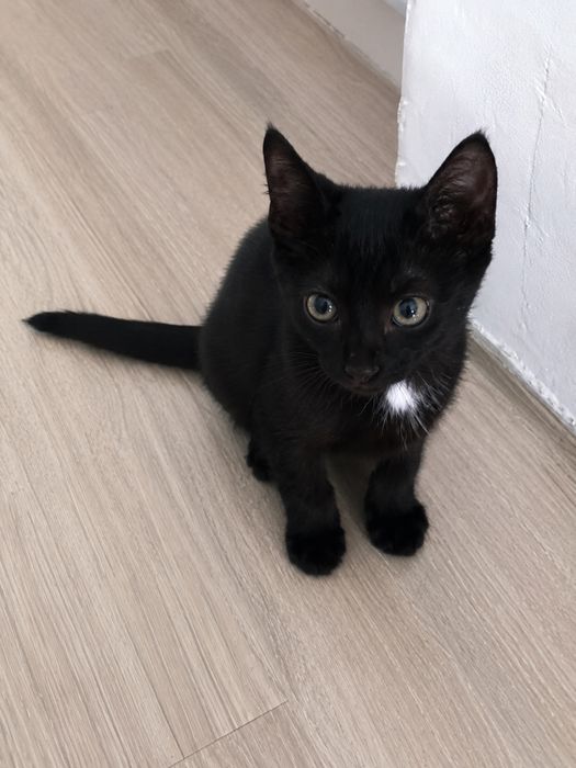 Котенок мальчик.