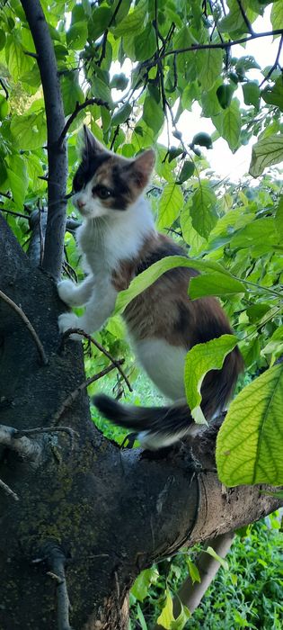 Отдам в добрые руки котёнка.