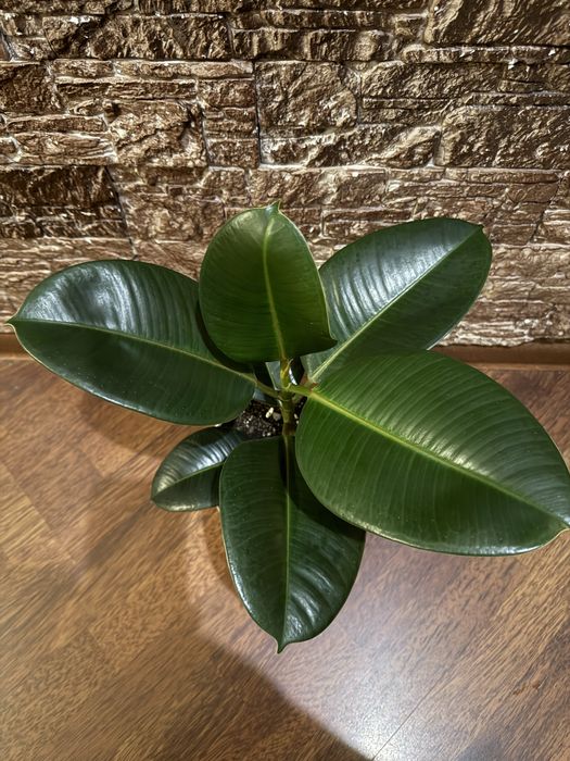 Фикус Лирата и Робуста