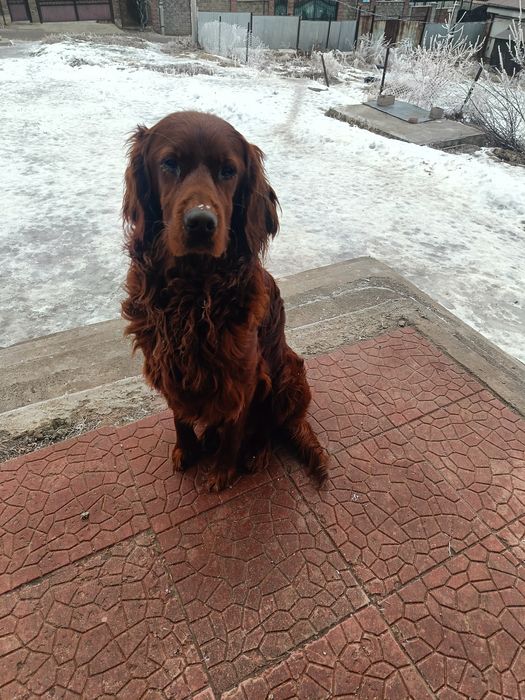 Потерялась собака в кыргауылды ирландский сеттер