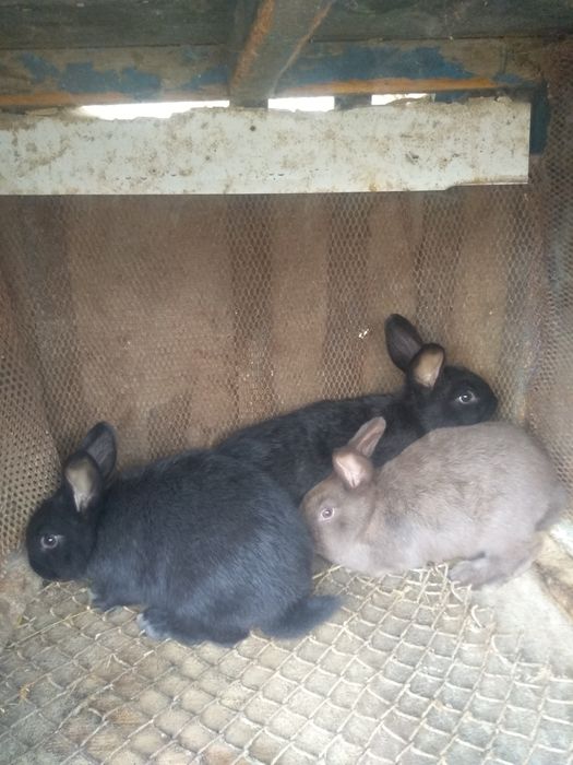 Quyon bollari sotiladi