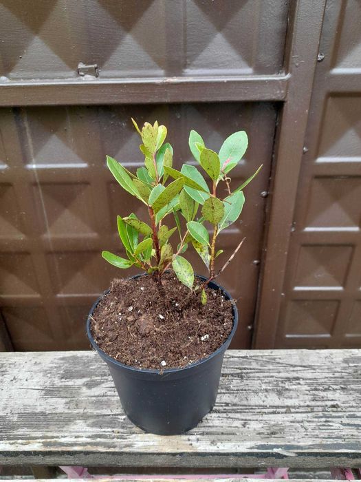 Ягодово дърво - Арбутус