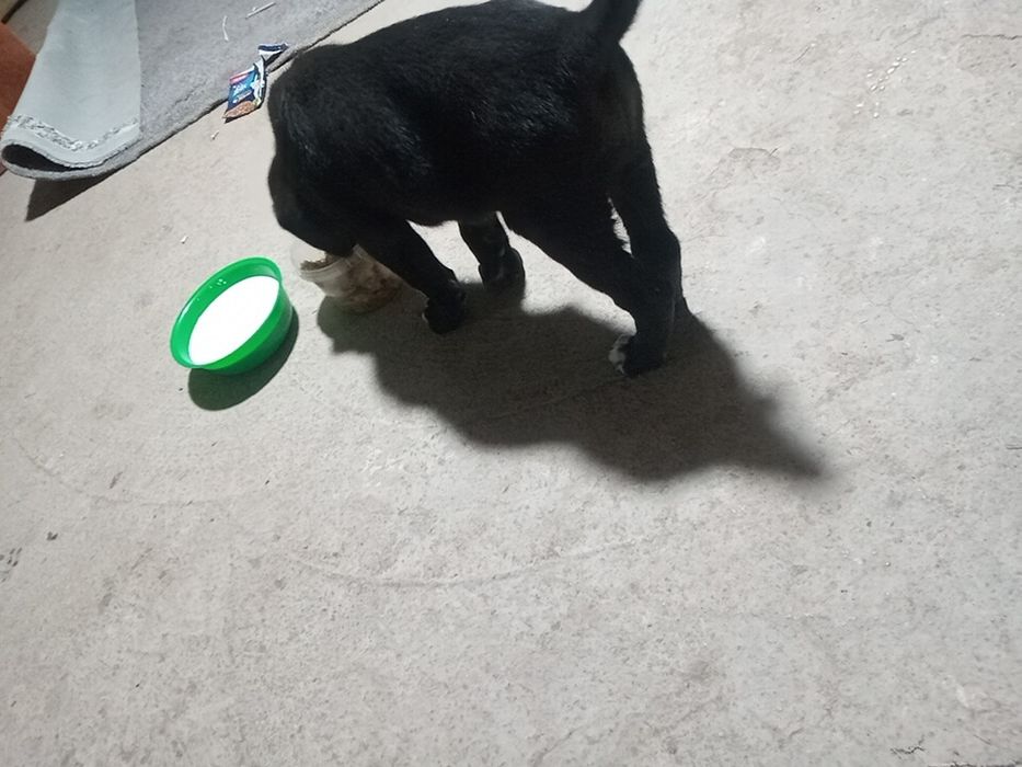 Тазы кушыгы сатылады