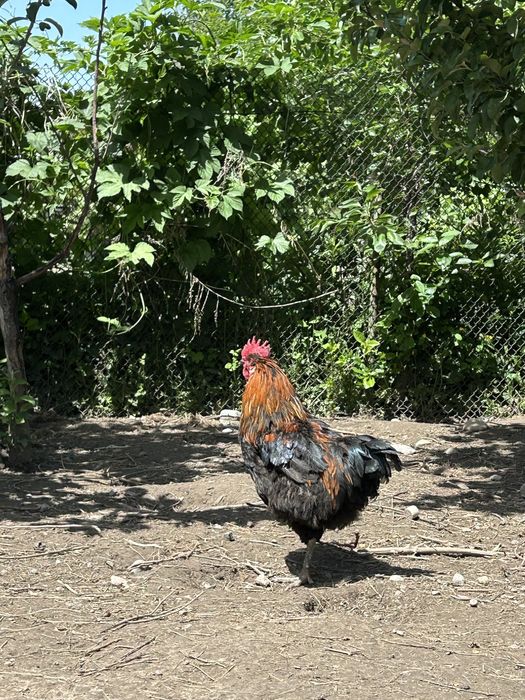 Продам   Петуха