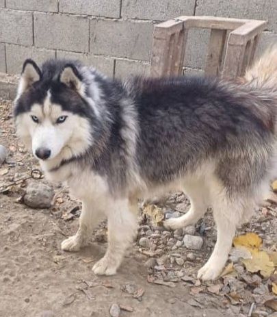 Сберискиы Хаски.