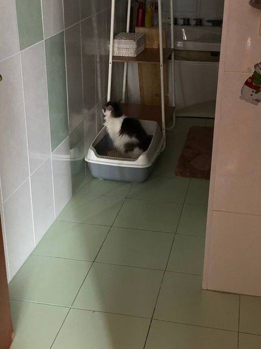 Отдам кошку в добрые руки