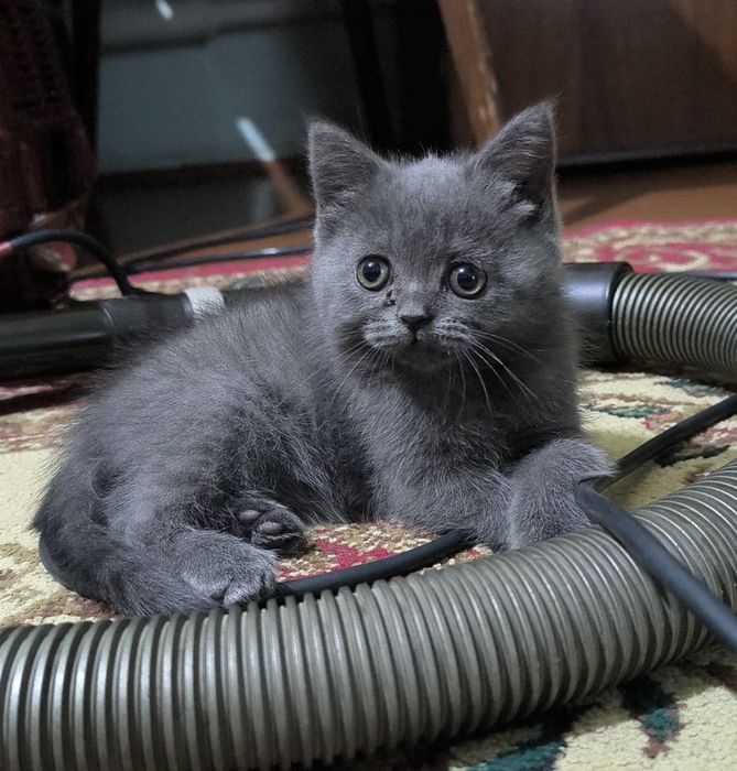 Котята чистой породы