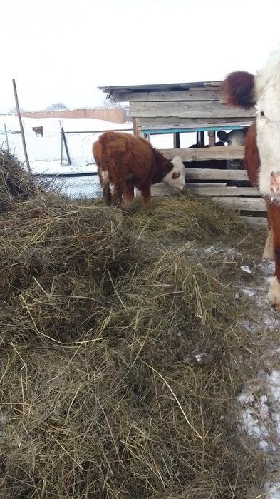 Продам теленка 8  м