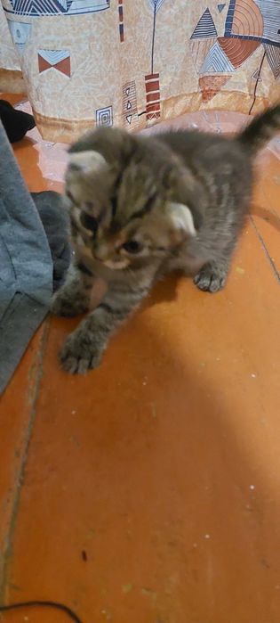 Котята вислоушки