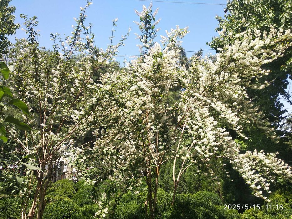 Продаются кустарники Самщит (шамшот, шамшод)разных размеров
