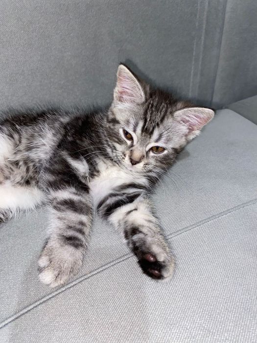 Кошка кошка кошка