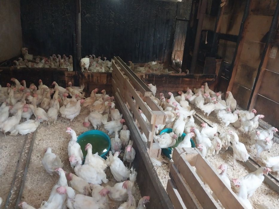 Куры несушки молодые