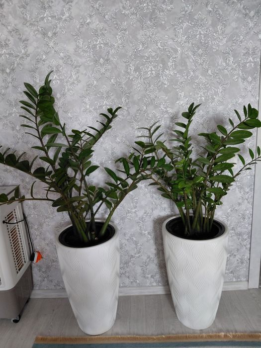 Продам замиокулькас