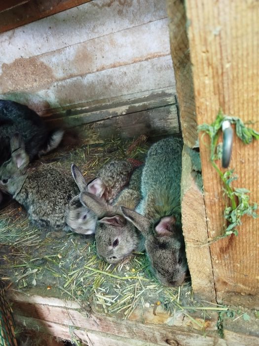 Iepurași de vânzare