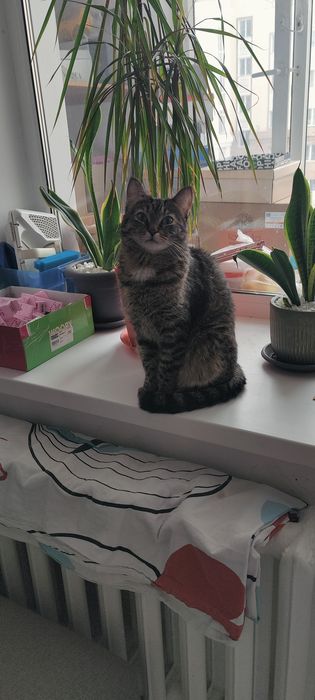 Отдам кошку 3-х лет