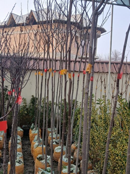 Lola daraxti 100% ishonchli