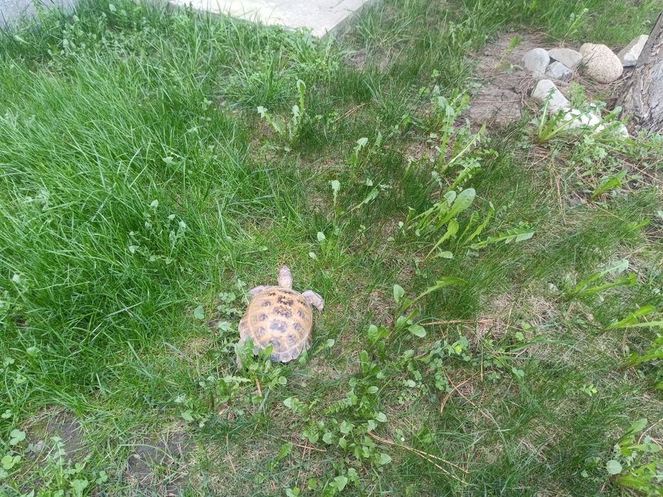 Среднеазиатские черепахи