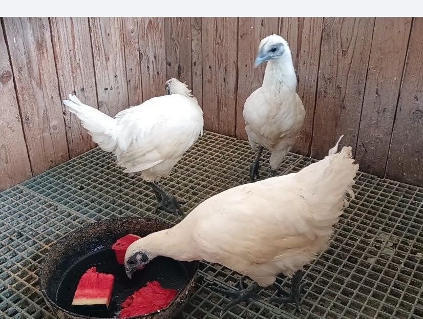 Puicuțe si cocoși Ga H Mong 2025