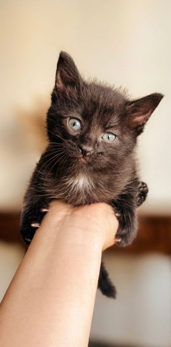 Котята в добрые ручки