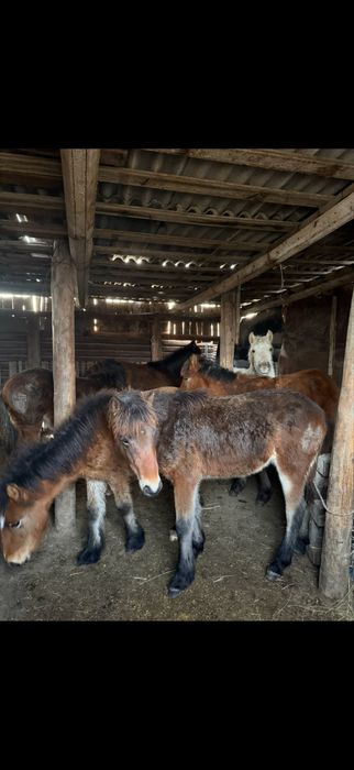 Жабағылар сатылады 10 бас