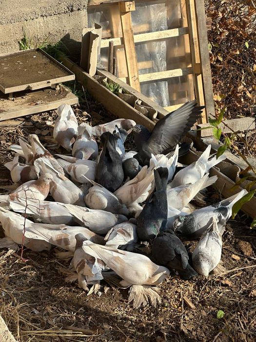 Голуби лохмоногие домашние