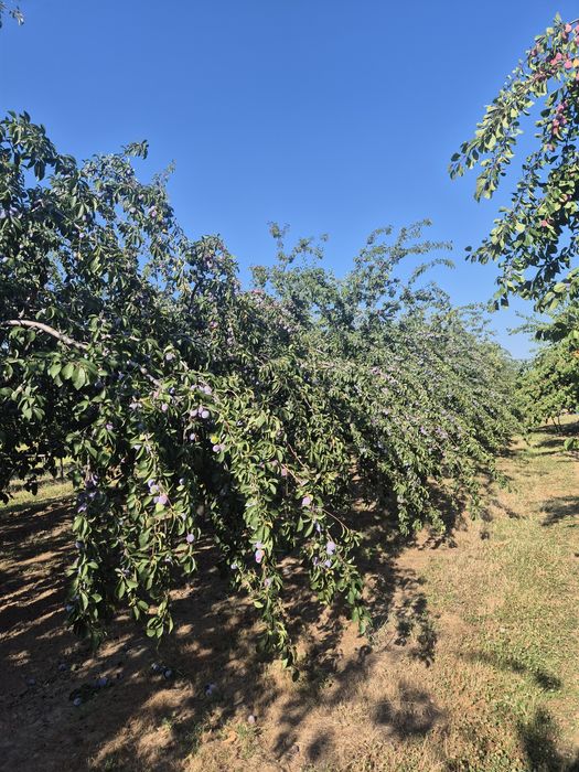 Prune de vanzare