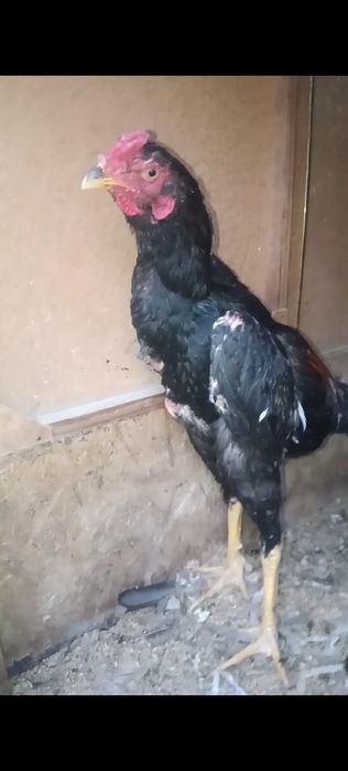 Сентябрьский жужик китайц