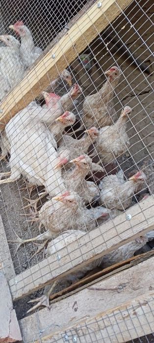 Juja , joʻja , joja , jo'ja lar sotiladi.