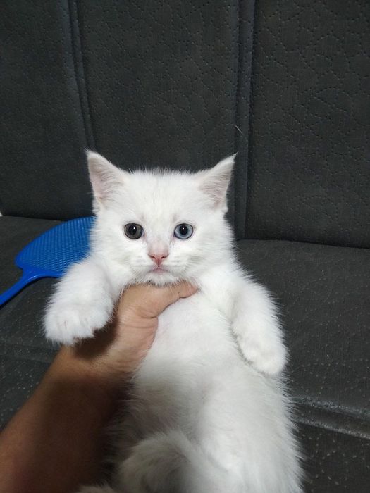 Продаются породистые котята 3 штуки