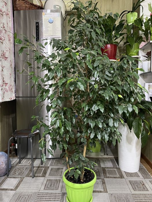 Срочно продам красивый цветок