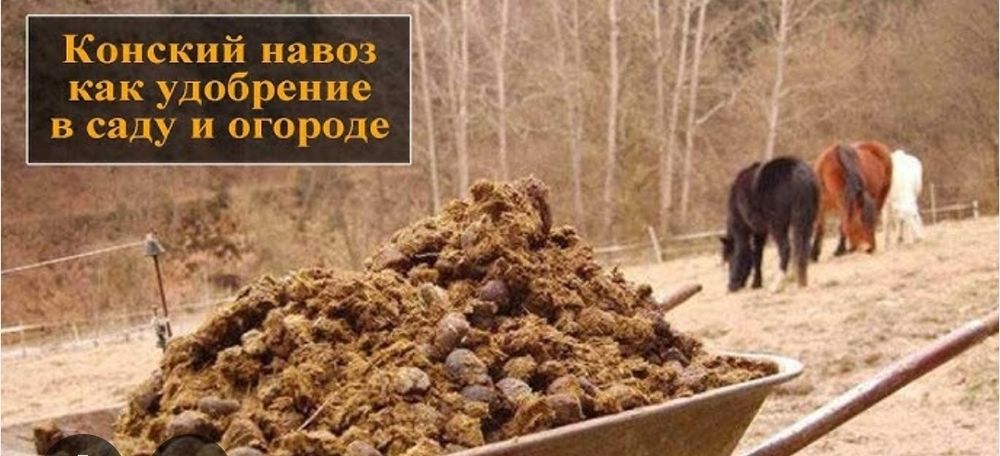 Конский навоз для удобрения огорода