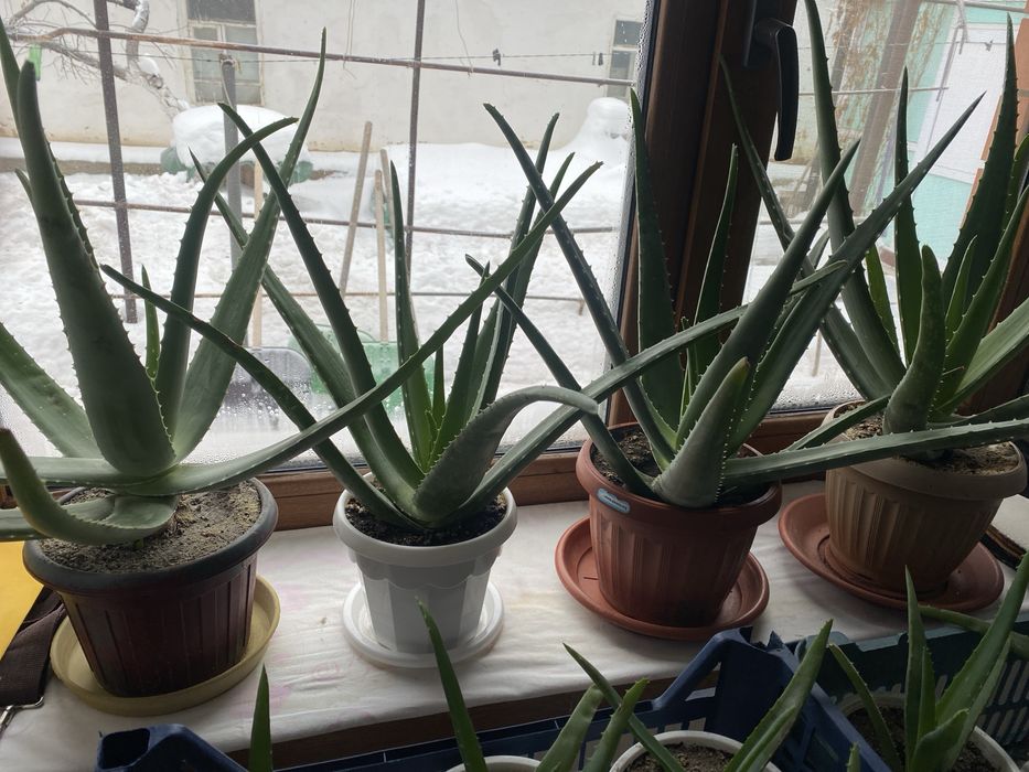 Комнатные растения Алоэ