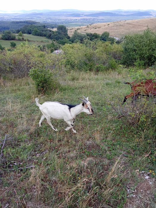 Ied ,tap de vînzare