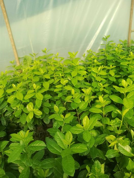 Лавровишна за жив плет 4лв