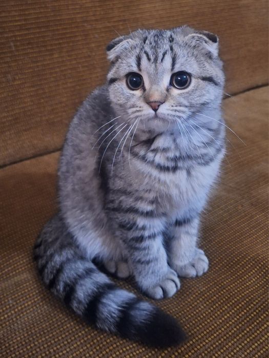 Женско Коте Таби