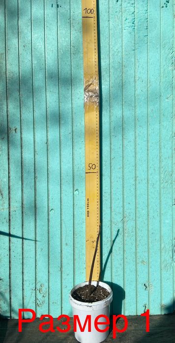 Смокини различни сортове, растения, дръвчета