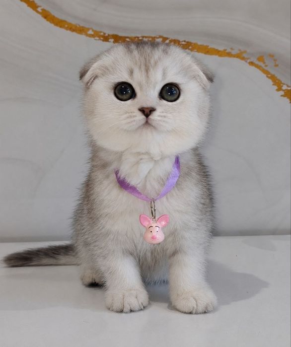 Продаются Шотландские котята Скотиш Фолд и Скотиш Страйт