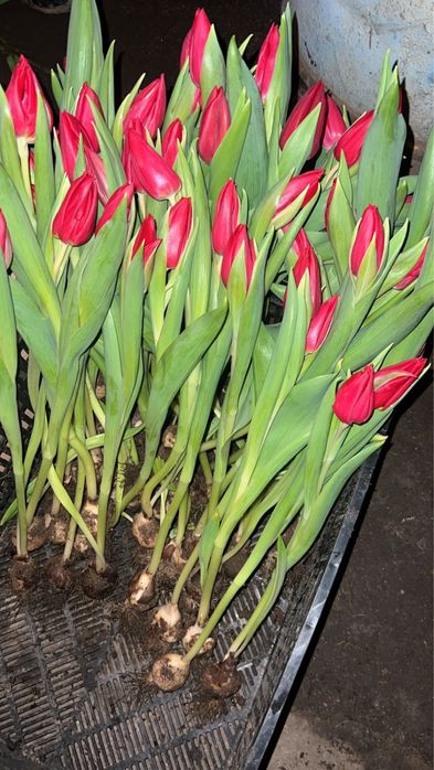 Тюльпаны Оптом и в розницу