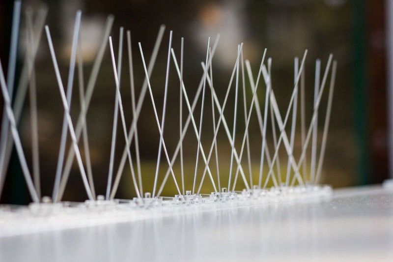 Шипове против лястовици и гълъби