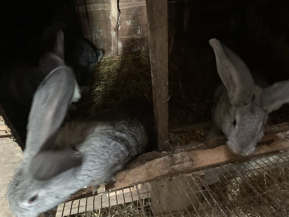 Vand iepuri urias german