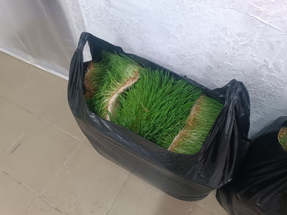 Корма животным.Микрозелень