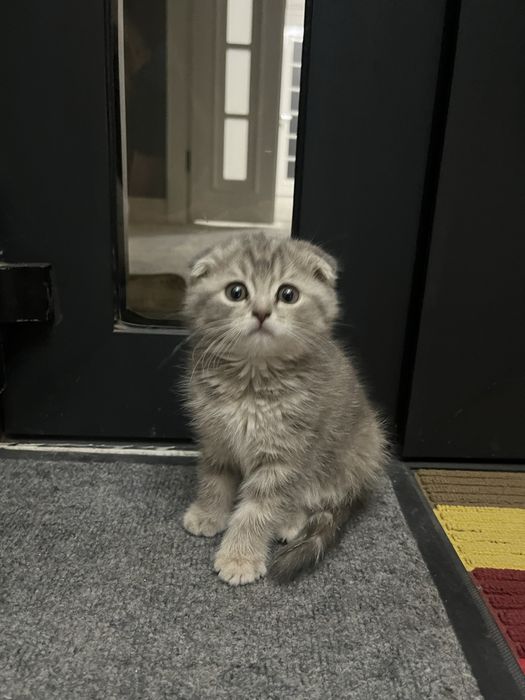 Продам котёнка Шотландская вислоухая девочка, 2 месяца.