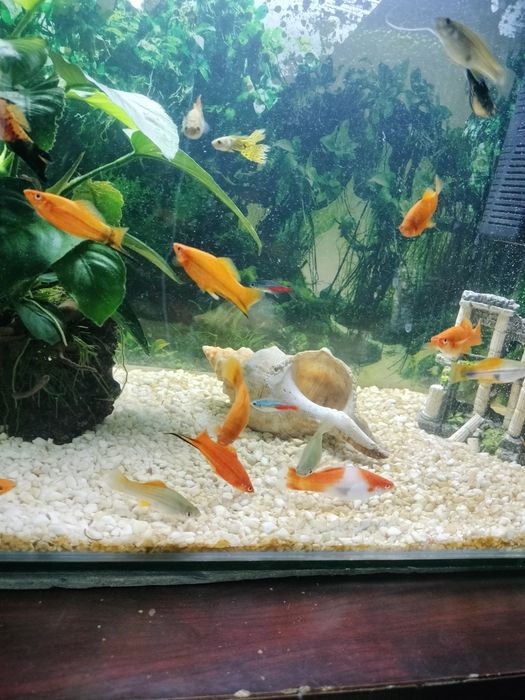 Vând pești xifo, masculi,femele adulți.